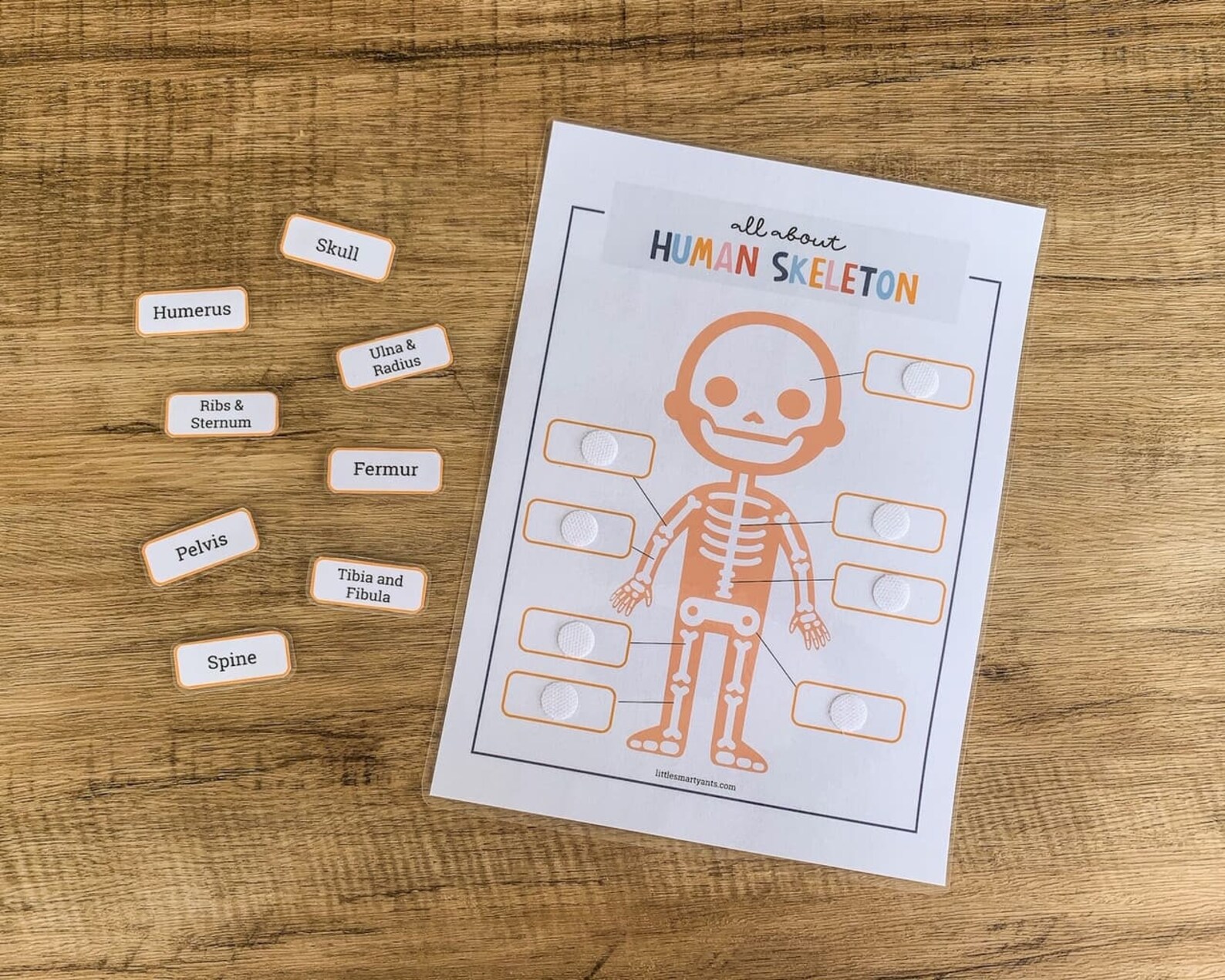 Human Skeleton Printable Human Bones Printable Homeschool | Etsy