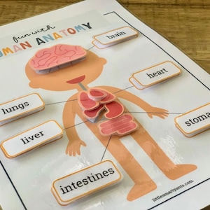 Human Anatomy Printable, Learning Human Body, Anatomy Game, Preschool Printable, Homeschool Activity, My Body Parts, Human Anatomy Activity image 5