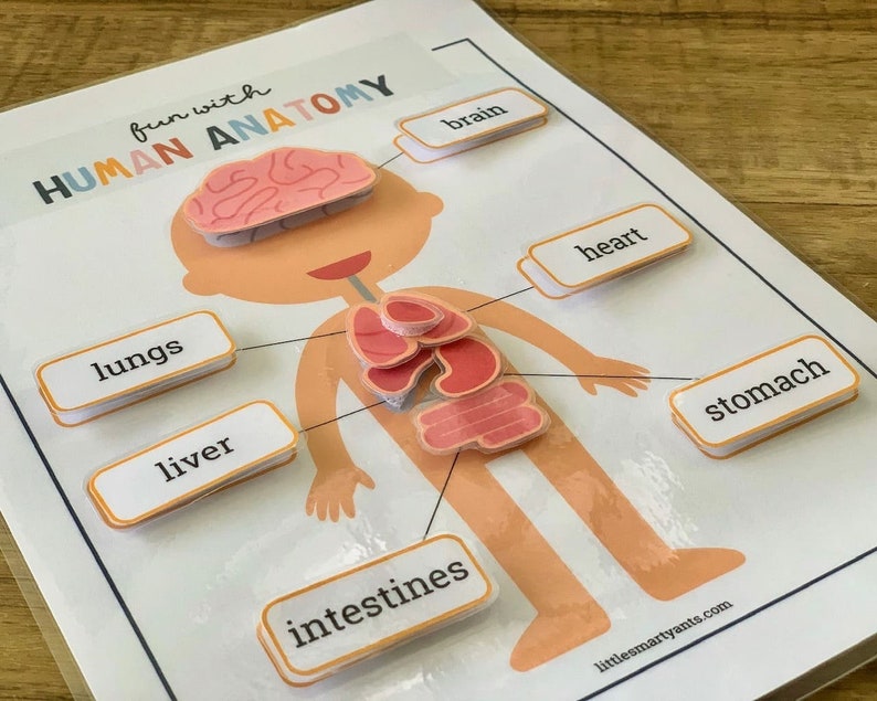 Human Anatomy Printable, Learning Human Body, Anatomy Game, Preschool Printable, Homeschool Activity, My Body Parts, Human Anatomy Activity image 5