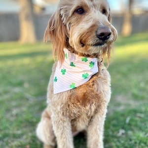 Kleeblätter auf rosa Streifen/Rosa und Regenbogen und Kleeblätter auf weißem Wende-Hundehalstuch. Personalisiertes Haustierzubehör zum St. Patrick's Day