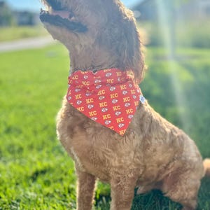 May include: A brown and white dog wearing a red bandana with a yellow "KC" pattern. The bandana has a white border and a white tag with a small logo. The dog is sitting on green grass.