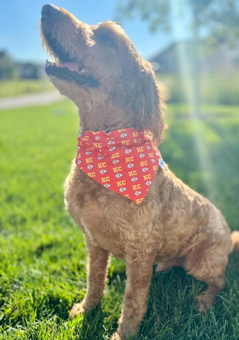May include: A brown and white dog wearing a red bandana with a yellow "KC" pattern. The bandana has a white border and a white tag with a small logo. The dog is sitting on green grass.