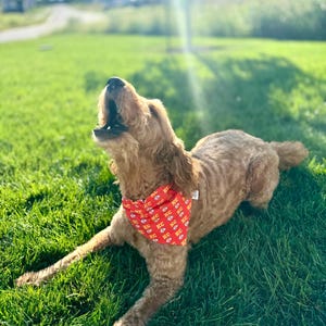 May include: A brown and gold dog wearing a red bandana with the text "KC" repeated on it. The dog is looking up and has its mouth open. The dog is sitting on a green grassy lawn.