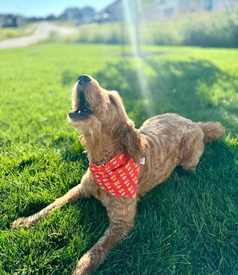 May include: A brown and gold dog wearing a red bandana with the text "KC" repeated on it. The dog is looking up and has its mouth open. The dog is sitting on a green grassy lawn.