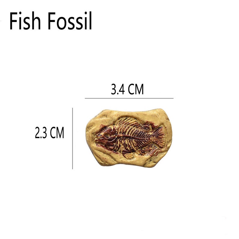 May include: A fish fossil, measuring 2.3 cm by 3.4 cm, is displayed on a light brown stone. The fossil showcases the detailed skeletal structure of the fish in a reddish-brown hue, set against the stone's textured surface. The text "Fish Fossil" is at the top.