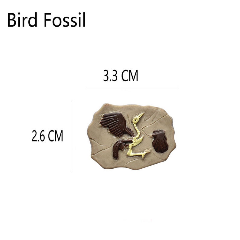 May include: A bird fossil replica, measuring 2.6 cm by 3.3 cm, is displayed. The fossil features a detailed imprint of a bird skeleton with dark brown wings and a light brown body, set against a tan stone background. The text "Bird Fossil" is at the top.