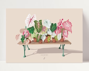 CALADIUM PARTY - A3/A4 plant poster - plant illustration, botanical, houseplant, decoration, art, print, poster, jungle paper,