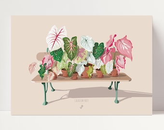 CALADIUM PARTY - Affiche plante A3/A4 - illustration végétale, botanique, plante d'intérieur, décoration, art, print, poster, jungle paper,