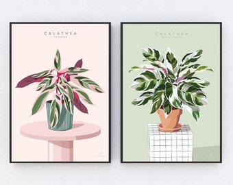 LOT 2 CALATHEA ILLUSTRATIONS - A3/A4 posters - calathea triostar, white fusion, botany, print, plants, plant wall decoration