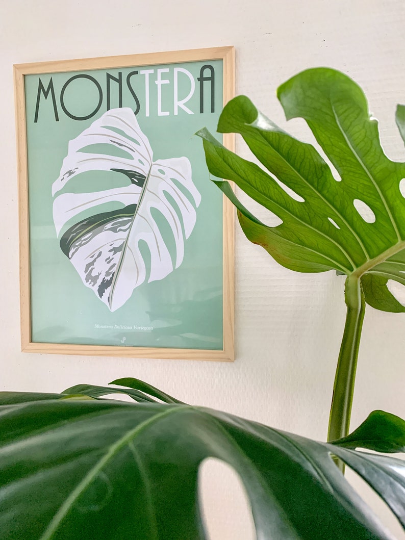 May include: A framed poster with the word "Monstera" in a retro font, featuring a green and white illustration of a Monstera Deliciosa leaf. The poster is hanging on a white wall, with a real Monstera plant in the foreground.