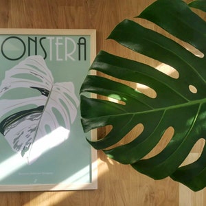 May include: A framed print of a Monstera Deliciosa leaf with a light green background and the word "Monstera" in a stylized font.