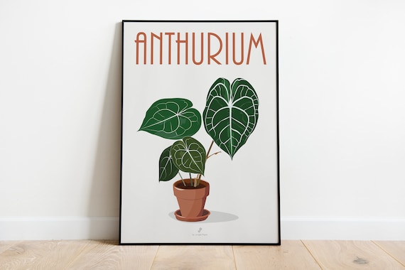 ANTHURIUM CLARINERVIUM - Plant Poster A3/A4 - Poster, Plant Illustration,  Botanical Indoor Plant, Decoration, Print, Jungle Paper - Etsy