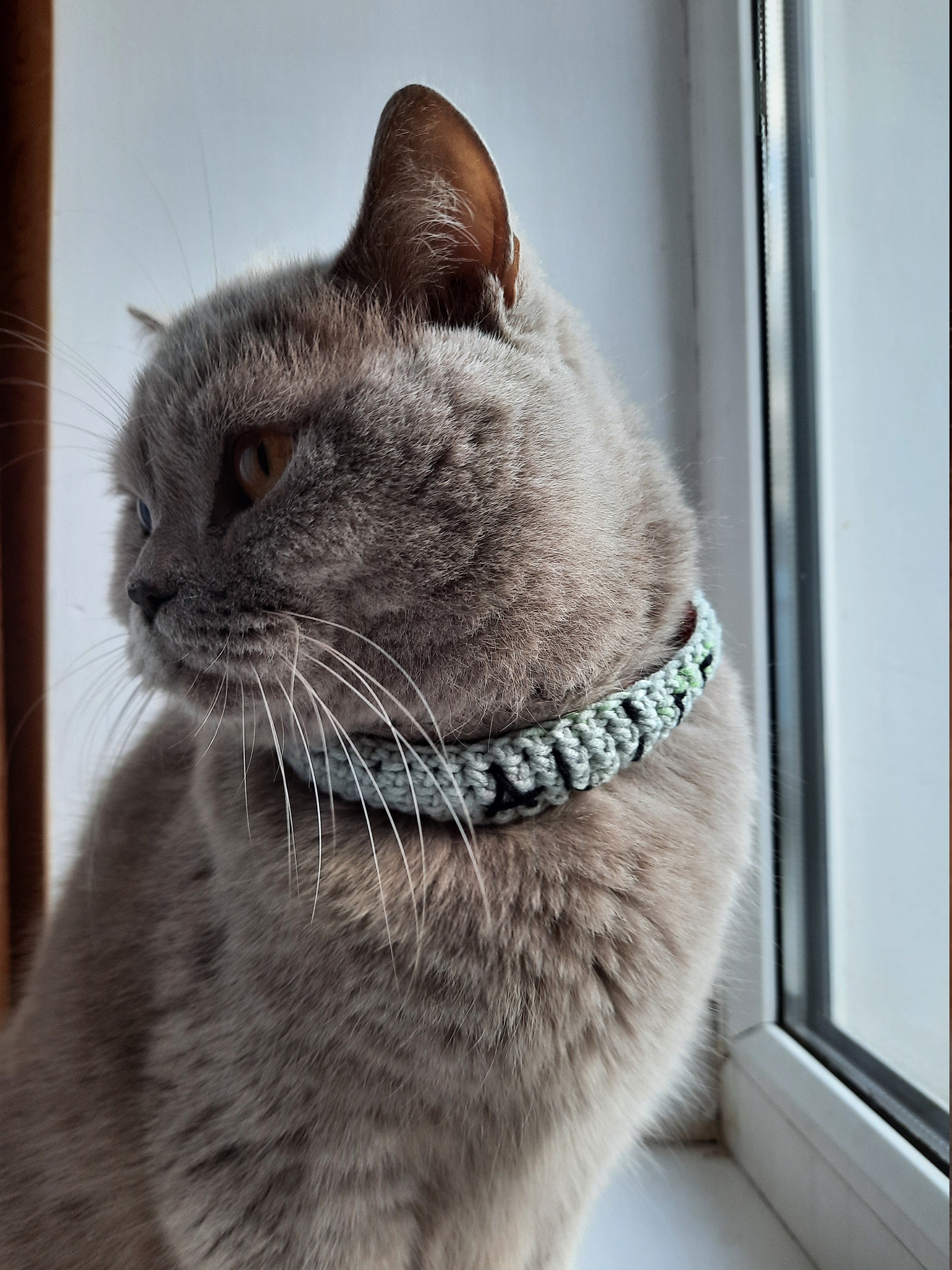 Knitted collar for cats Personalized handmade Cat collar as Etsy