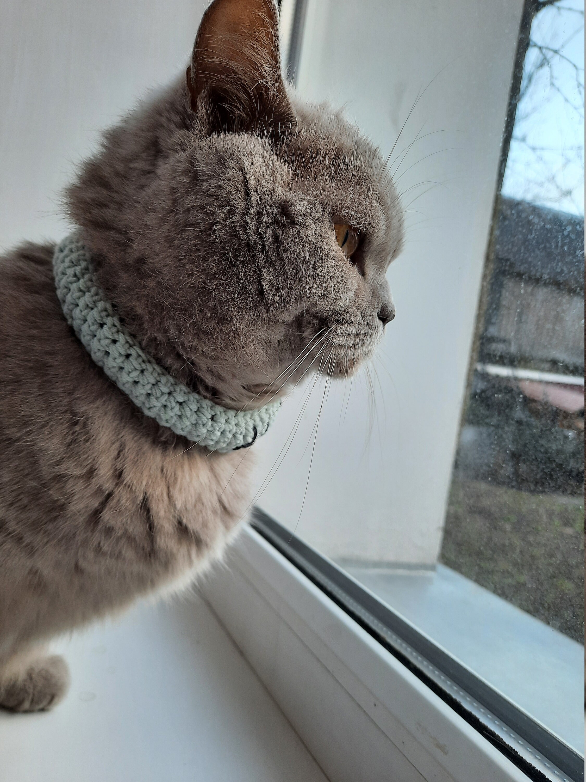 Knitted collar for cats Personalized handmade Cat collar as Etsy