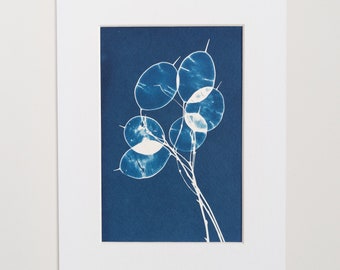 Original Botanical Art Cyanotype Print of Honesty