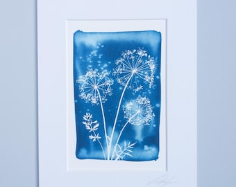 Reproduction Giclee Cyanotype print. (Option of print size and mount)