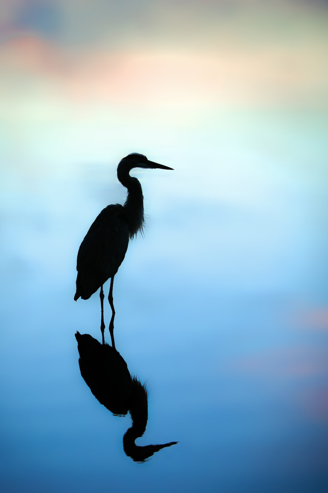 Large Wall Art, Great Blue Heron, Wall Art, Large Bird Print, Wildlife