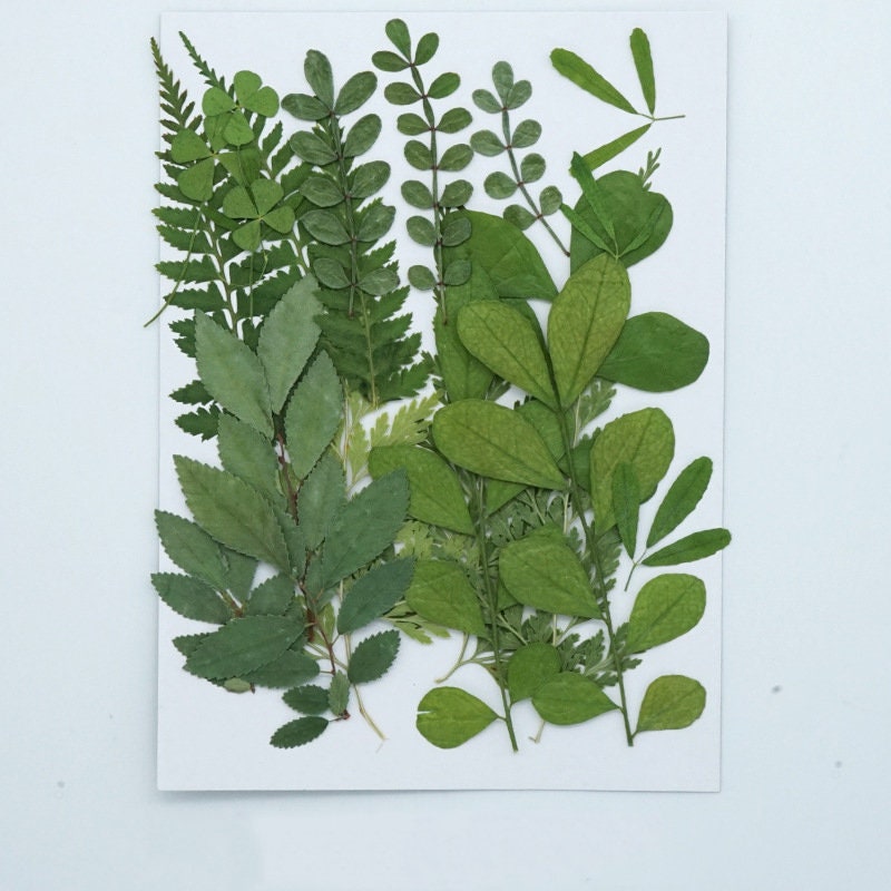 A Pack of 21 PCS Pressed Dried Mixed Flowers Preserved Real Etsy