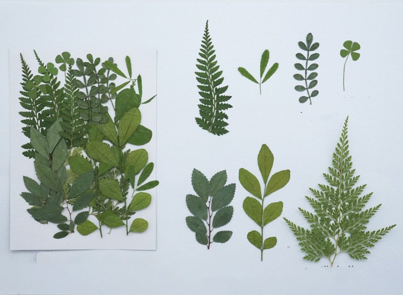 A Pack of 21 PCS Pressed Dried Mixed Flowers Preserved Real Etsy