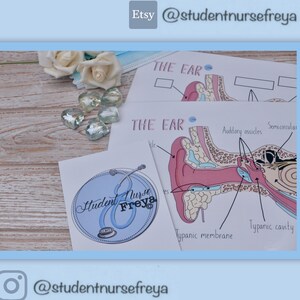 Anatomy and physiology - Ear diagram with dry wipe pen