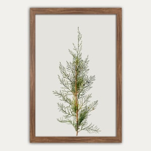 Botanical Vintage Art, Printable Juniper, Christmas Wall Decor, Winter Wall Art, Pine Branch, Winter Gallery Wall, Country Holiday Decor