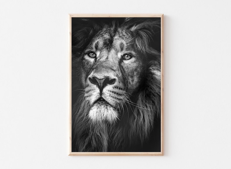 May include: A black and white photograph of a lion's face. The lion is looking directly at the camera with a serious expression. The lion's mane is thick and full, and its eyes are piercing.