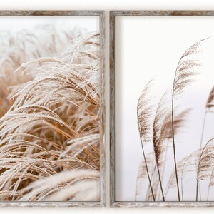 May include: Two framed prints of tall, feathery grasses. The left print shows the grasses covered in frost, while the right print shows the grasses in a more natural state.