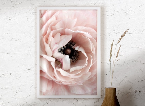 Ranunculus Flower Photography Close up Wall Art, Pink ranunculus, Floral Photo Print, Peonie Rose Print, Flower Poster, Floral Wall Decor