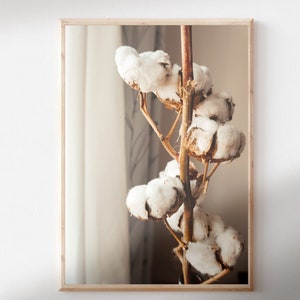 May include: A close-up of a branch of cotton bolls with white fluffy blooms against a blurred background.