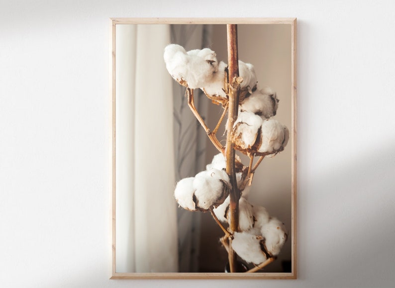 May include: A close-up of a branch of cotton bolls with white fluffy blooms against a blurred background.