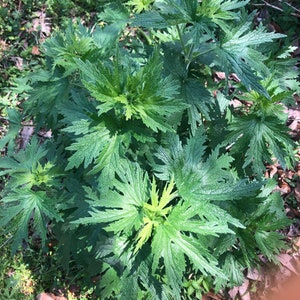 Motherwort ~Leonurus Cardiaca~ Tincture Herbal Extract