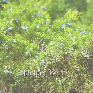Juniper Leaf + Berry Herbal Glycerite Extract Alcohol Free