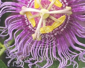 Peut inclure: Gros plan sur une fleur de passiflore. La fleur présente une structure complexe avec des éléments violets, blancs et jaunes. Le texte "Passionflower" est en bas, avec un logo "Wildly Nourished".