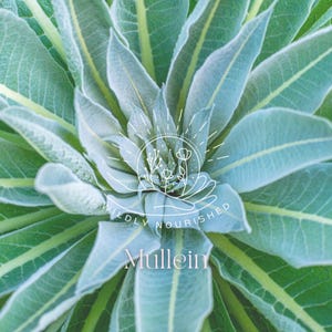 Wild Mullein Leaf Herbal Tincture Plant Extract