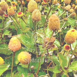 Organic Fresh Spilanthes Tincture Herbal Extract