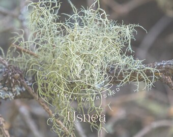 "Usnea ""Old Mans Beard"" Extrakt Kräutertinktur *nachhaltig geerntet*"