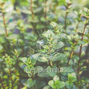 Peppermint Infused Handcrafted Herbal Body Oil Small Batch Whole Plant Extract