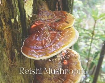 Wilde reishi-paddenstoel alcoholvrij glycerine dubbel kruidenextract