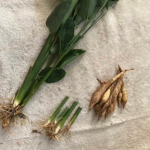 May include: A collection of freshly cut green plant stems with long, dark green leaves, and several smaller stems with roots. A bundle of brown rhizomes is also present, all arranged on a white towel.