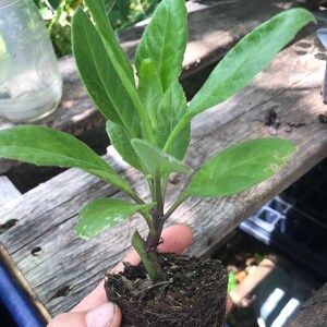 Longevity Spinach (Gynura procumbens)