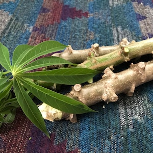 Togo Cavassa (Manihot esculenta) cutting