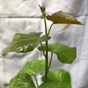 May include: A close-up of a young sweet potato plant with vibrant green and reddish-brown leaves. The plant has a slender, green stem and is in the early stages of growth. Water droplets are visible on the leaves.
