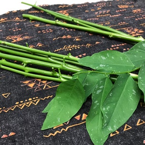 Katuk Cuttings (Sauropus androgynus)