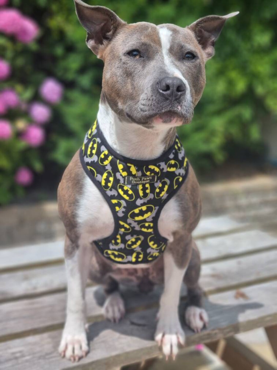 Batman hotsell dog accessories