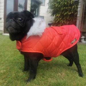 Pug jackets uk cheap