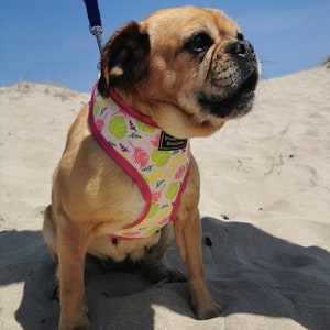 TROPICAL LEAVES Dog HARNESS
