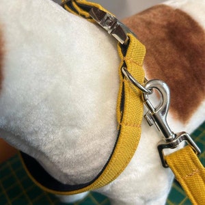 Mustard / Navy collar & lead set (available seperately)