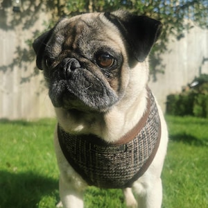 Puede incluir: Un pug de color canela con pelo negro alrededor de los ojos y la nariz lleva un arnés para perros de cuadros marrones y negros con el texto "Four Paws" en él. El perro está de pie sobre hierba verde.
