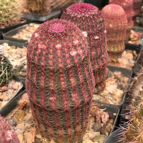 Echinocereus rigidissimus var. rubispinus - Rare pink red cactus - 10 seeds