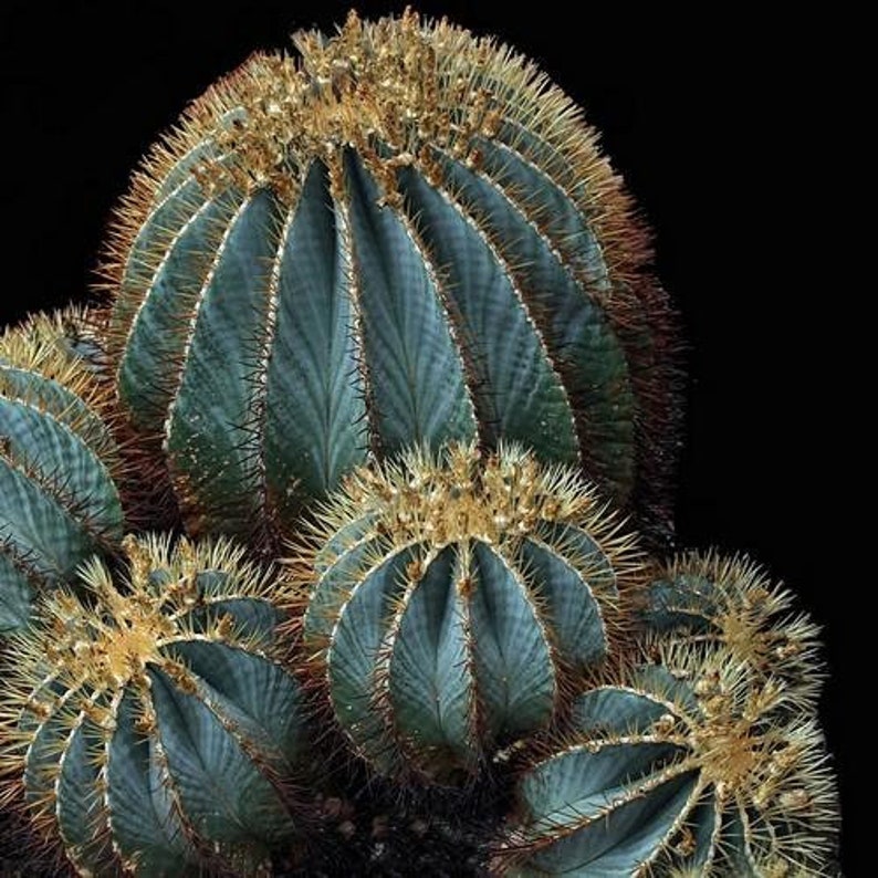 Blue Barrel Cactus Ferocactus Glaucescens 10 seeds | Etsy
